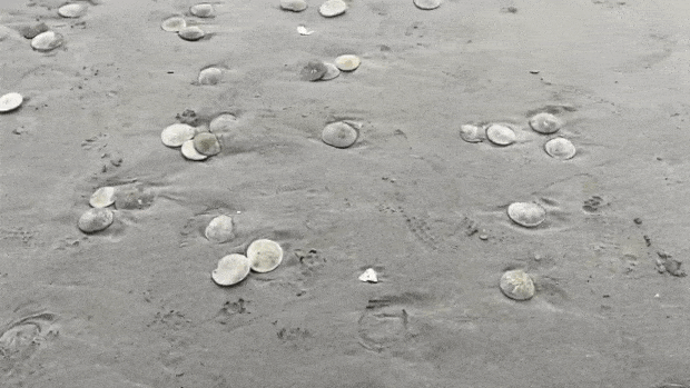 영상=시사이드 아쿠아리움