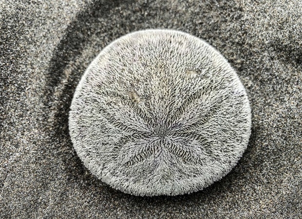 시사이드 해변에서 떼죽음을 당한 연잎성게./사진=시사이드 아쿠아리움