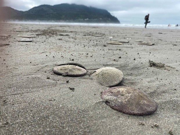 시사이드 해변에서 떼죽음을 당한 연잎성게./사진=시사이드 아쿠아리움
