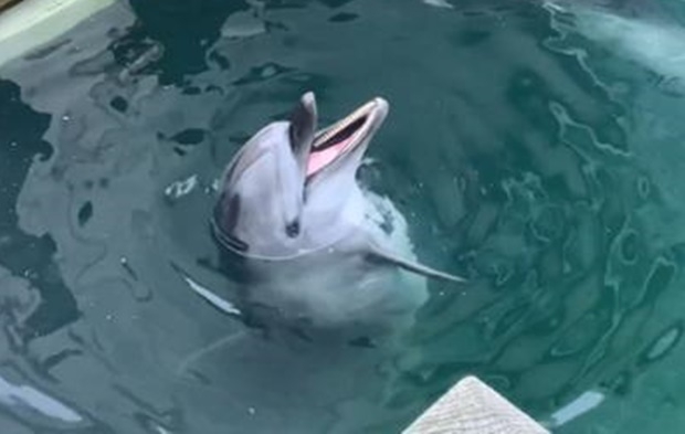 틸리쿰에서 카일라, 아마야로 이어지는 씨월드 범고래 수난사는 얼마 전 제주 고래체험시설 ‘마린파크’에서 숨을 거둔 ‘화순이’를 연상시킨다./핫핑크돌핀스 제공