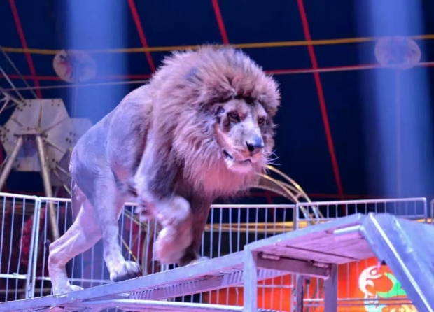 조련되는 서커스단 사자 자료사진