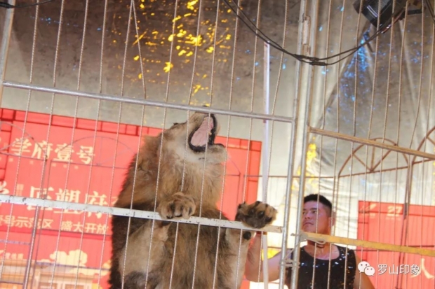 조련되는 서커스단 사자 자료사진