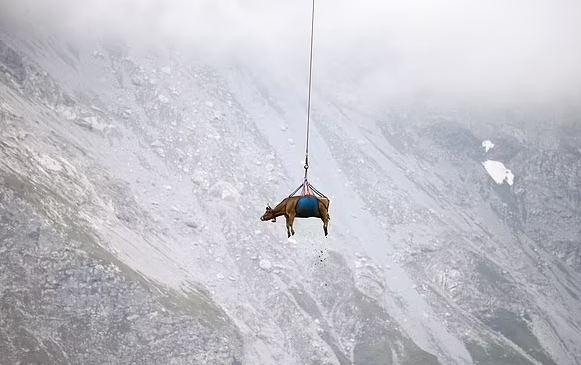 스위스의 산악지대에서 가을을 맞아 산 아래로 내려와야 하는 소 중 일부가 다리 부상 등을 이유로 헬기 이송 되고 있다. 사진=로이터