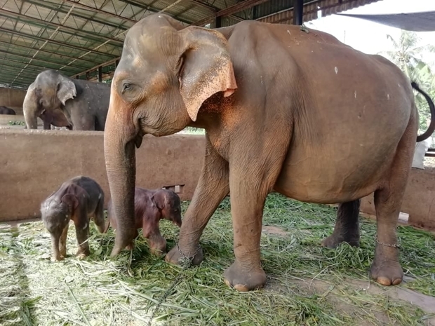 피나왈라 코끼리 보육원 제공.