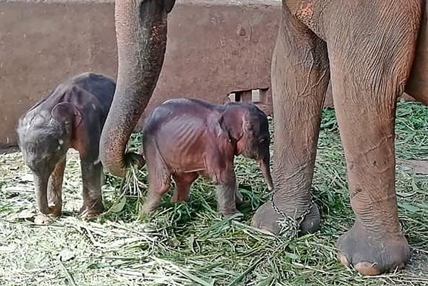 피나왈라 코끼리 보육원 제공.