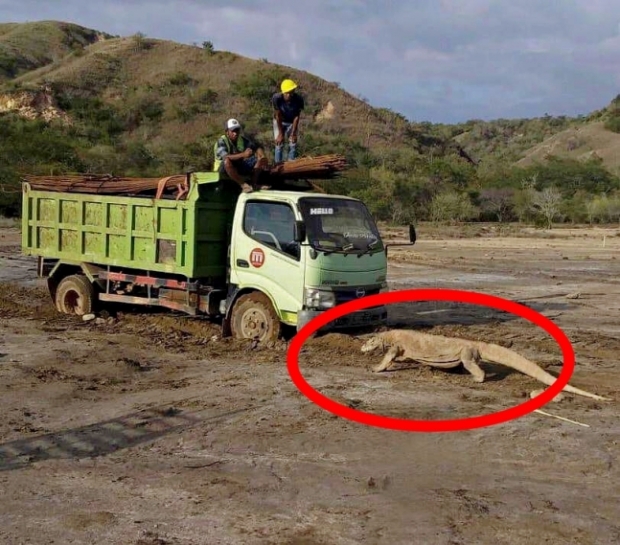 주요 서식지인 인도네시아 린차섬에 들어온 공사 트럭을 노려보고 있는 코모도왕도마뱀(코모도드래곤)