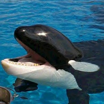 나이아가라폴스 마린랜드의 범고래 키스카