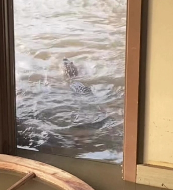 미국 루이지애나주(州)의 한 홍수 피해 마을에서 포착된 악어의 모습.(사진=틱톡)