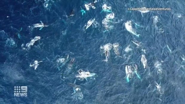 혹등고래 100여마리가 모여있는 모습.(사진=나인뉴스)