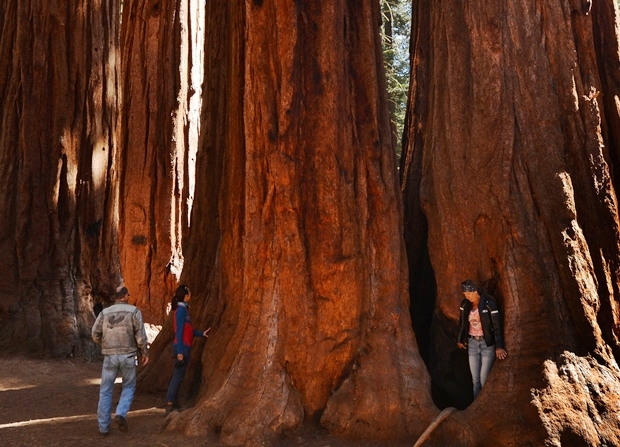 2014년 세쿼이아국립공원 내 거대 세쿼이아를 관찰하던 과학자들의 모습./AFP 연합뉴스