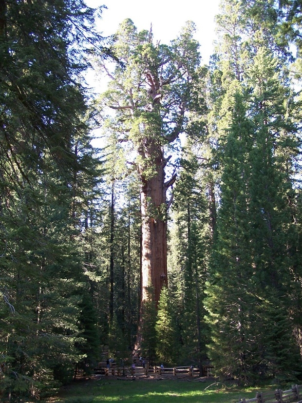 제너럴 셔먼의 높이는 83.8m로 아파트 30층과 맞먹는다. 2006년 캘리포니아주 레드우드국립공원에서 높이 116.07m 레드우드(미국 삼나무) ‘히페리온’(Hyperion)이 발견되기 전까지 세계에서 가장 높은 나무에 속했다. 물론 부피와 무게 측면에서는 제너럴 셔먼이 세계 최고다./세쿼이아국립공원 제공