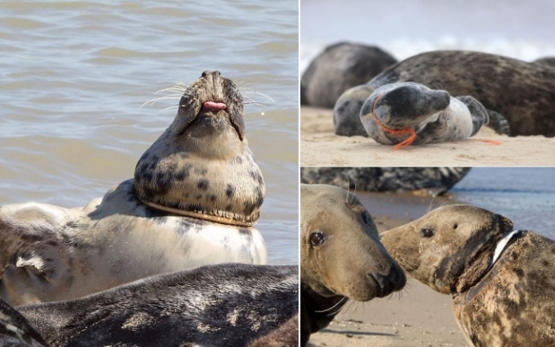 인간이 버린 쓰레기에 서서히 죽어가는 물범들(사진=RSPCA)