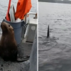 범고래 피해 보트 위로 피신한 바다사자 쫓아낸 加여성 논란