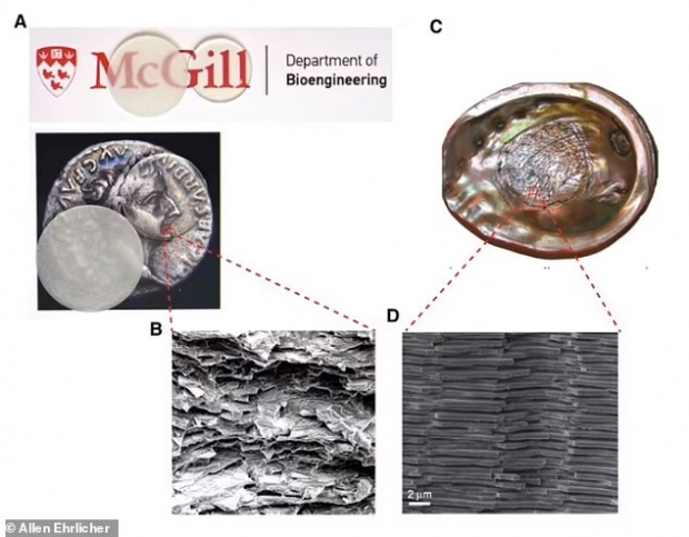 굴절률을 변경하기 전과 후의 새로운 유리 소재(A)와 새로운 유리 소재의 미세 구조(B), 조개껍질 안쪽의 진주층(C) 그리고 그 층의 미세 구조를 나타낸 이미지.(사진=맥길대)