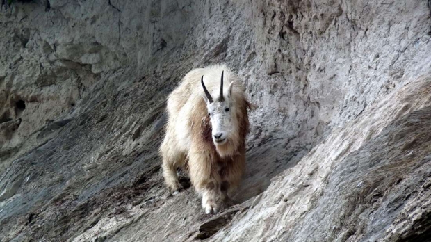 흰바위산양의 모습.(사진=캐나다 국립공원 관리국)