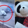사람만 한 인형 들고 전력 질주…러시아 도둑 징역 4년 위기 (영상)