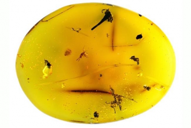 1600만년 된 호박의 모습. 이 안에서 곰벌레 외에 개미와 딱정벌레, 꽃 등이 함께 발견됐다