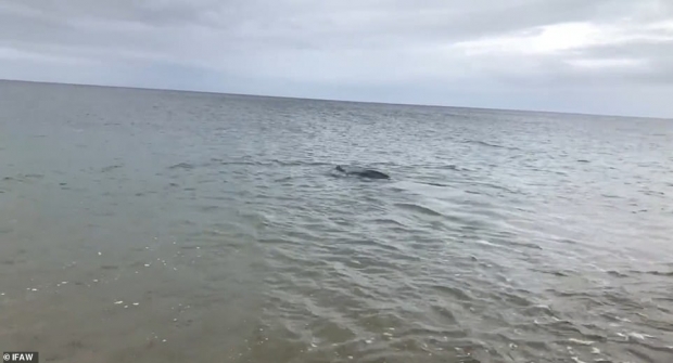 장수거북이 유유히 바다로 돌아가는 모습.(사진=IFAW)