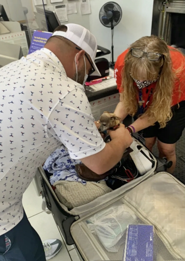 약 2.27㎏ 무게의 치와와는 남편 신발 속에 숨어 있었다.