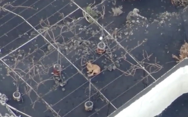 사진=티콤 솔루시아네스 SL