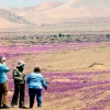 [월드포토+] ‘죽음의 땅’에 꽃이 만발…세계서 가장 건조한 사막의 기현상