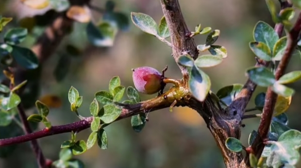 발삼나무 자료사진