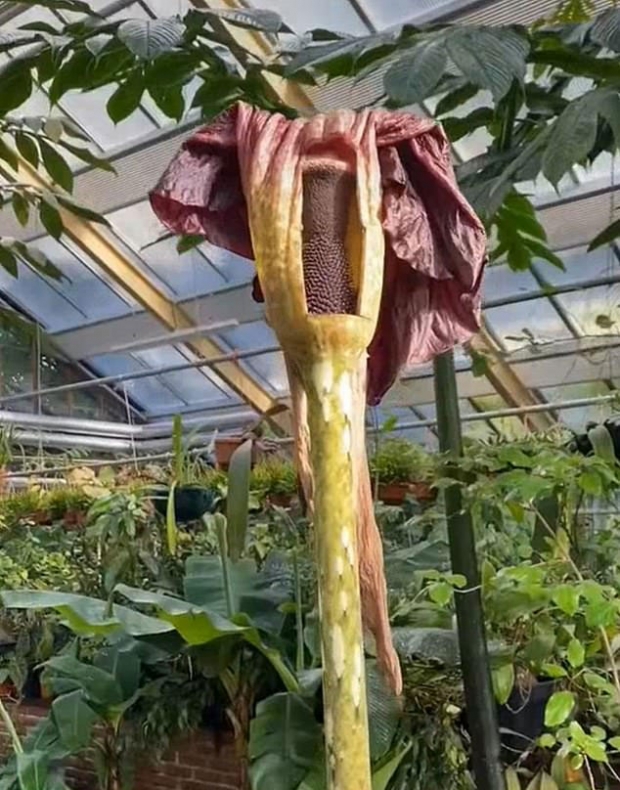 악취 풍기는 꽃이 시들어 방문객이 그 속을 볼 수 있도록 일부를 잘라낸 모습.(사진=로스 코켄)