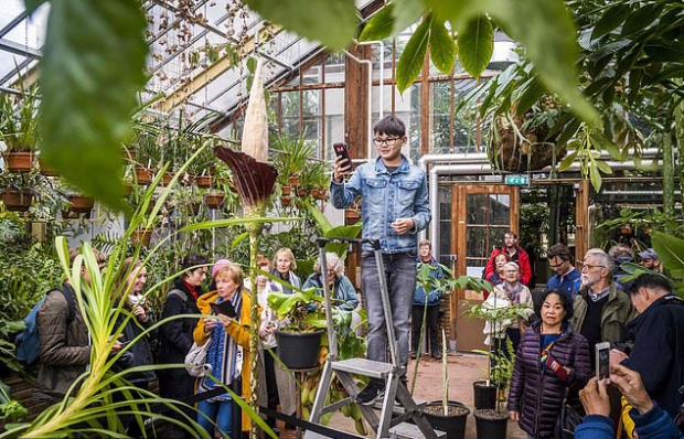 사다리에 올라가 악취 풍기는 꽃을 촬영하는 소년 방문객의 모습.(사진=AFP 연합뉴스)