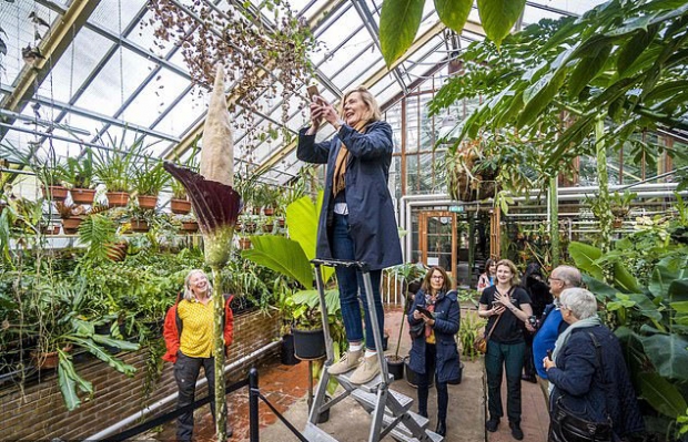 데쿠스실베 곤약으로도 불리는 이 식물이 꽃을 피우는 사례는 유럽에서 이번이 세 번째로 알려졌다.(사진=AFP 연합뉴스)