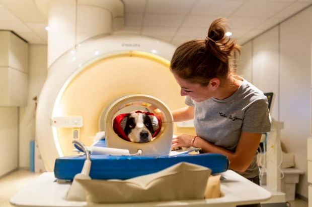 연구원의 지시 속에 검사를 받고 있는 개의 모습.(사진=외트뵈시로란드대)