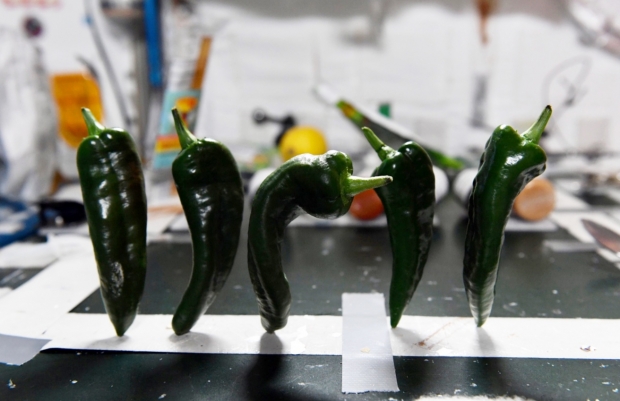 NASA 소속 우주비행사들이 국제우주정거장(ISS)에서 재배한 고추