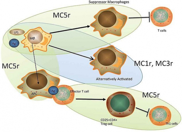 시상하부 신경세포(뉴런)에 있는 ‘멜라노코르틴3수용체’(MC3R)가 사람의 성장과 성성숙을 조절한다.(사진=리서치게이트)