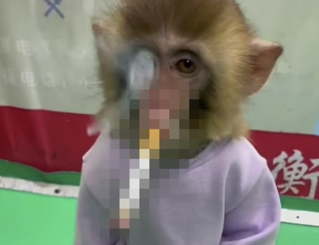 중국의 한 동물원이 흡연의 위험성을 알리겠다는 목적으로 새끼 원숭이에게 강제로 담배를 피우게 하는 영상을 공개해 논란이 일었다. 사진=영상 캡쳐