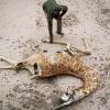 [안녕? 자연] “동물 죽으면 우리 모두 죽어” 케냐에 드리운 ‘기후 위기’