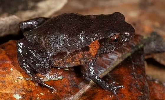 호주 뉴사우스웨일스에서 발견된 신종 개구리. 올챙이가 자라 작은 개구리가 될 때까지 수컷이 데리고 다니며 키우는 독특한 번식 습성을 가졌다.