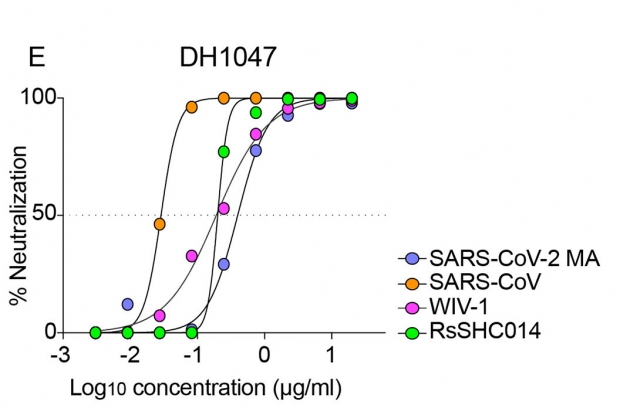 항체 DH1047은 인간을 감염시키는 사스 바이러스와 코로나19 바이러스 외에도 다수의 동물 코로나바이러스를 100% 중화하는 능력을 보여줬다.(사진=Science Translational Medicine)
