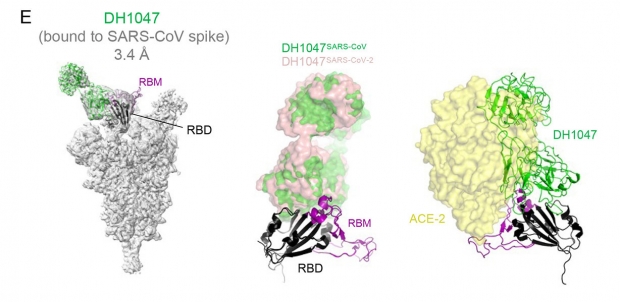 항체 DH1047이 코로나 바이러스에 결합하는 모습을 나타낸 이미지.(사진=Science Translational Medicine)