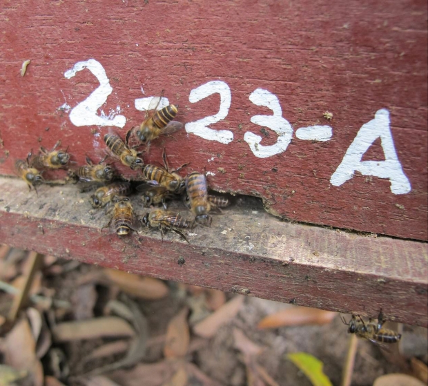 벌통 입구에 모여 방어 활동을 펼치는 일벌들의 모습.(사진=헤더 마틸라)