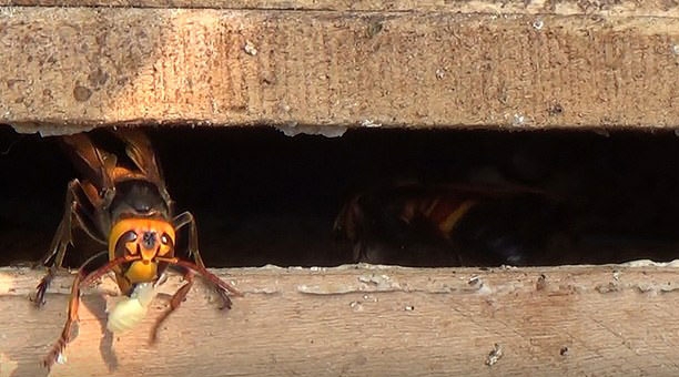 꿀벌 애벌레를 약탈하는 장수말벌 일종인 베스파 소로르의 모습(사진=헤더 마틸라)