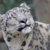 멸종위기 눈표범 3마리, 코로나19로 목숨 잃었다…동물 확진 잇따라