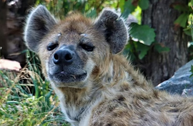 미국 덴버동물원에서 코로나19 확진 판정을 받은 하이에나 두 마리 중 한 마리. 현재 회복 중이다.