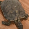 [여기는 중국] 집 나간 줄 알았던 반려 거북 12년 만에 침대 밑서 발견