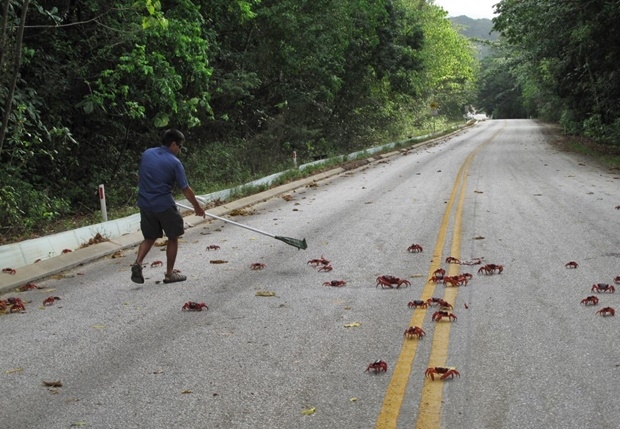 호주국립공원관리청은 15일 “크리스마스섬 붉은게 이동이 한창이다. 곳곳에 붉은게가 깔렸다”면서 “우리 직원들은 붉은게 이동량을 관리하고 (붉은게가 다치지 않도록) 도로 폐쇄 현황을 제공하고 있다”고 밝혔다./사진=호주국립공원관리청