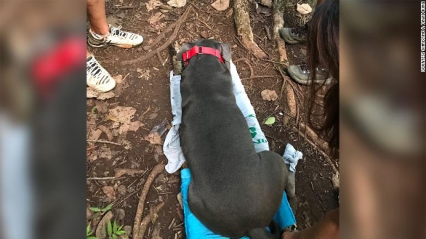 들것에 실린 반려견 스모키의 모습.(사진=크리스틴과 데이비드 킹 제공)