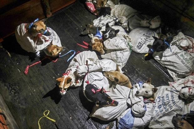 도살장은 지난 20년간 하루 평균 30마리, 매달 수백 마리의 개를 도축한 곳이었다. 마침 도살장에는 불법 개 수송 트럭이 도착해 있었다./AP연합뉴스