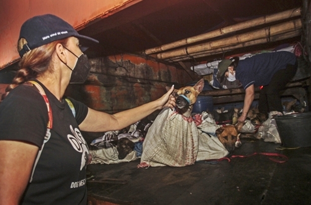 트럭 안에는 자루 속에 담긴 개 53마리가 실려 있었다. 겨우 머리만 내민 개들의 주둥이는 노끈으로 단단히 묶여 있었다./AP연합뉴스