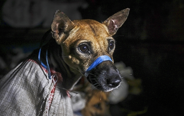 인도네시아 인구의 87%를 차지하는 이슬람교 신자는 개고기를 먹지 않는다. 하지만 비무슬림 일부는 개고기를 별미로 즐긴다. HSI에 따르면 현지 개고기 소비량은 연간 100만 마리에 달한다./AP연합뉴스