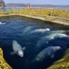 ‘고래 감옥’ 갇혔던 모든 고래, 자유 되찾았다…러 사육시설 완전 해체