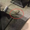 [여기는 중국]중국 식당서 쥐가 갑툭튀 했을때 ..주인 반응은