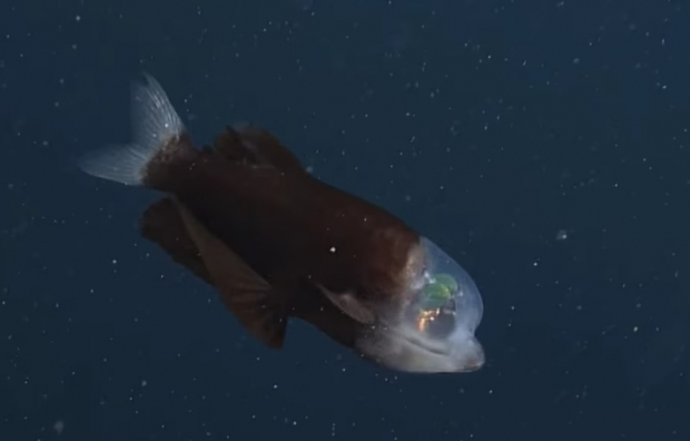 미국 캘리포니아 심해에서 포착된 ‘통안어’